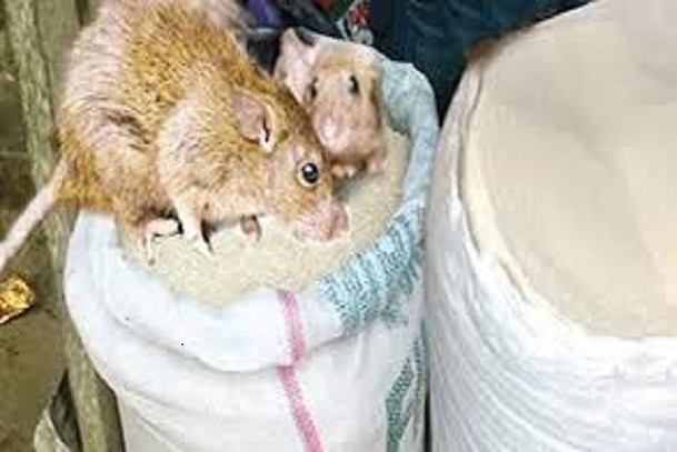 Lassa Fever - Mode of Transmission